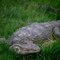 CROCODILE DU NIL (faux)