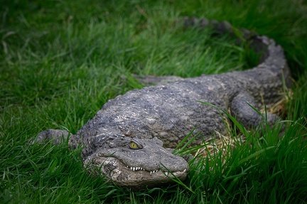 CROCODILE DU NIL (faux)