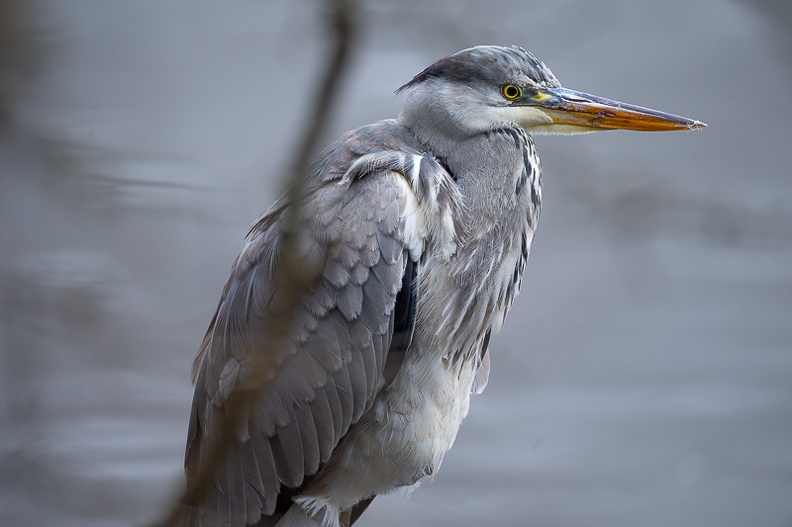 Héron cendré 3.jpg