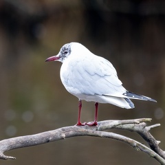 Mouette rieuse