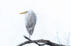 Grande Aigrette