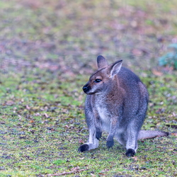 Kangourous marsupial