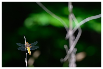 Libellule Déprimée