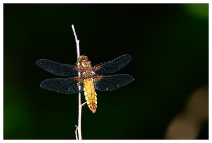 Libellule Déprimée