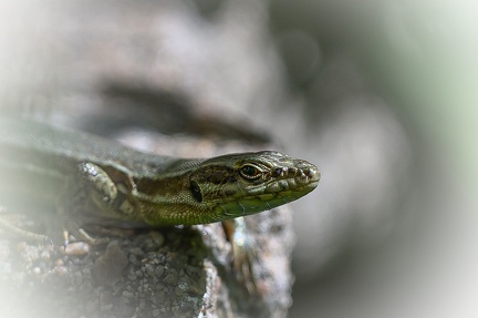 Lézard des murailles