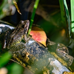 Grenouille rousse