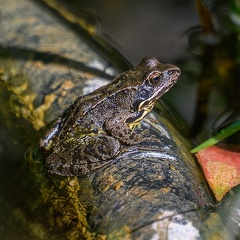 Grenouille rousse