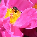 Xylocope - Abeille charpentière