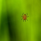Araignée Araneus