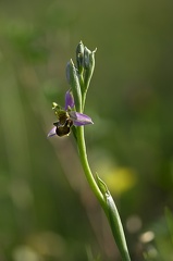 Orchidée Ophrys abeille