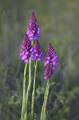 Orchidée Orchis Pyramidal