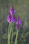 Orchidée Orchis Pyramidal