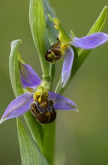 Orchidée Ophrys abeille