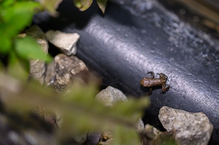 Bébé grenouille