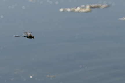 Libellule Anax Parthenope