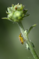 Brachycoleus Pilicornis