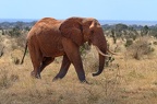 Eléphant Afrique Kenya
