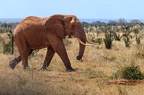 Eléphant Afrique Kenya