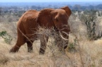 Eléphant Afrique Kenya