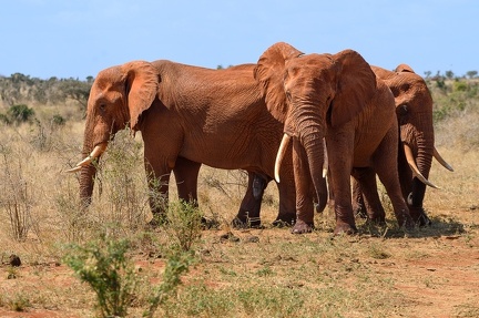 Eléphant Afrique Kenya