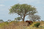 Eléphant Afrique Kenya