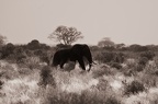 Eléphant Afrique Kenya