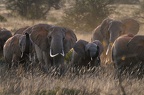 Eléphant Afrique Kenya