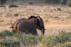 Eléphant Afrique Kenya