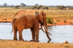 Eléphant Afrique Kenya