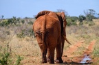 Eléphant Afrique Kenya