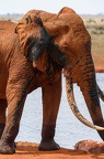 Eléphant Afrique Kenya