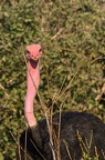 Autruche Afrique Kenya
