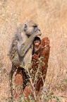Babouin Afrique Kenya