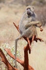 Babouin Afrique Kenya