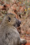 Babouin Afrique Kenya