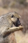 Babouin Afrique Kenya