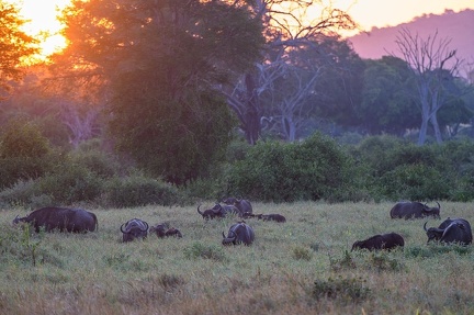 Paysage Africain Kenya