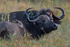 Buffle Afrique Kenya