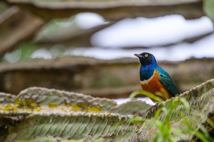 Choukador Afrique Kenya