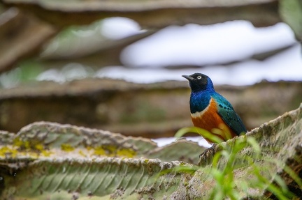 Choukador Afrique Kenya