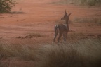 Gazelle Afrique Kenya