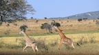 Girafe Afrique Kenya