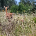 Impala Afrique Kenya