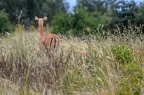 Impala Afrique Kenya