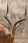 Impala Afrique Kenya