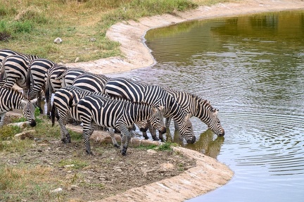 Zèbre Afrique Kenya