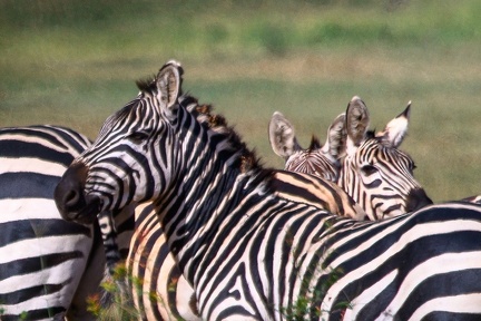 Zèbre Afrique Kenya