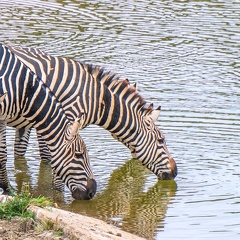 Zèbre Afrique Kenya