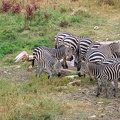 Zèbre Afrique Kenya