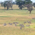 Zèbre Afrique Kenya